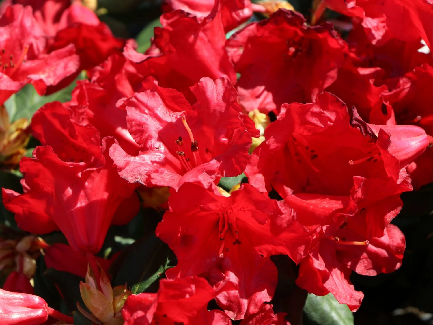Rhododendron 'Baden-Baden' 5 Rhododendron 'Baden-Baden' – Bild 3