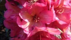 Rhododendron 'Balalaika' -Günstiges Erd Seele Geschäft rhododendron balalaika m003568 80497 0