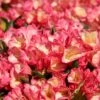 Rhododendron 'Barbarella' -Günstiges Erd Seele Geschäft rhododendron barbarella m003948 h 0