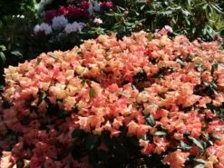 Rhododendron 'Barbarella' -Günstiges Erd Seele Geschäft rhododendron barbarella m003948 w 1