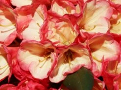 Rhododendron 'Barbarella' -Günstiges Erd Seele Geschäft rhododendron barbarella m003948 w 3