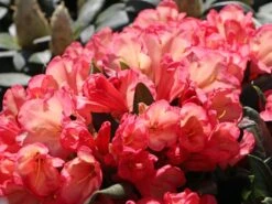 Rhododendron 'Barbarella' -Günstiges Erd Seele Geschäft rhododendron barbarella m003948 w 5