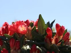 Rhododendron 'Barbarella' -Günstiges Erd Seele Geschäft rhododendron barbarella m003948 w 6