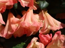 Rhododendron 'Barbarella' -Günstiges Erd Seele Geschäft rhododendron barbarella m003948 w 8