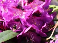 Rhododendron 'Bariton' -Günstiges Erd Seele Geschäft rhododendron bariton m003570 w 1