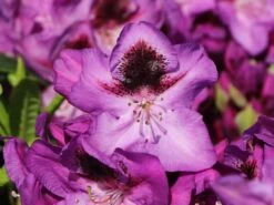 Rhododendron 'Bariton' -Günstiges Erd Seele Geschäft rhododendron bariton m003570 w 2