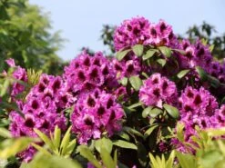 Rhododendron 'Bariton' -Günstiges Erd Seele Geschäft rhododendron bariton m003570 w 3