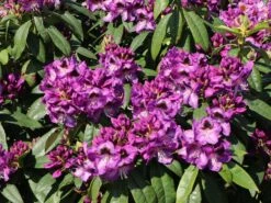 Rhododendron 'Bariton' -Günstiges Erd Seele Geschäft rhododendron bariton m003570 w 4