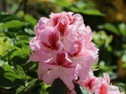 Rhododendron 'Belami' ® -Günstiges Erd Seele Geschäft rhododendron belami m008895 w 1