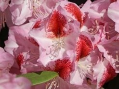 Rhododendron 'Belami' ® -Günstiges Erd Seele Geschäft rhododendron belami m008895 w 2