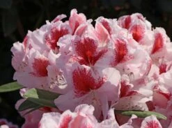 Rhododendron 'Belami' ® -Günstiges Erd Seele Geschäft rhododendron belami m008895 w 3