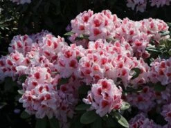 Rhododendron 'Belami' ® -Günstiges Erd Seele Geschäft rhododendron belami m008895 w 4