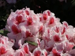 Rhododendron 'Belami' ® -Günstiges Erd Seele Geschäft rhododendron belami m008895 w 5