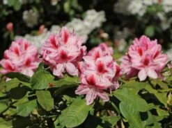 Rhododendron 'Belami' ® -Günstiges Erd Seele Geschäft rhododendron belami m008895 w 6