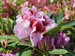 Rhododendron 'Belami' ® -Günstiges Erd Seele Geschäft rhododendron belami m008895 w 7