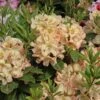 Rhododendron 'Belkanto' (S) 1 Rhododendron 'Belkanto' (S) -Günstiges Erd Seele Geschäft rhododendron belkanto s m003572 h 0