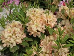 Rhododendron 'Belkanto' (S)