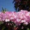 Rhododendron 'Bellefontaine' -Günstiges Erd Seele Geschäft rhododendron bellefontaine m003574 h 0