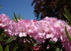 Rhododendron 'Bellefontaine'