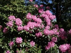 Rhododendron 'Bellefontaine' -Günstiges Erd Seele Geschäft rhododendron bellefontaine m003574 w 1