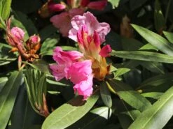 Rhododendron 'Bellefontaine' -Günstiges Erd Seele Geschäft rhododendron bellefontaine m003574 w 3