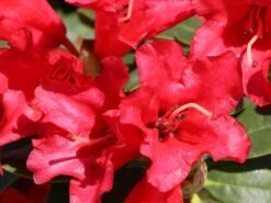 Rhododendron 'Bengal'
