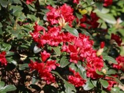 Rhododendron 'Bengal' -Günstiges Erd Seele Geschäft rhododendron bengal m004222 w 0