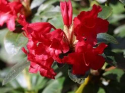 Rhododendron 'Bengal' -Günstiges Erd Seele Geschäft rhododendron bengal m004222 w 2