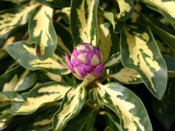 Rhododendron 'Blattgold' -Günstiges Erd Seele Geschäft rhododendron blattgold m003646 w 0