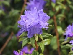 Rhododendron 'Blaufeder' -Günstiges Erd Seele Geschäft rhododendron blaufeder m004238 w 0