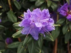 Rhododendron 'Blaufeder' -Günstiges Erd Seele Geschäft rhododendron blaufeder m004238 w 1