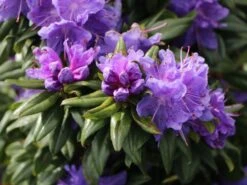 Rhododendron 'Blaufeder' -Günstiges Erd Seele Geschäft rhododendron blaufeder m004238 w 2