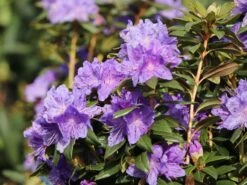 Rhododendron 'Blaufeder' -Günstiges Erd Seele Geschäft rhododendron blaufeder m004238 w 3