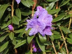 Rhododendron 'Blaufeder' -Günstiges Erd Seele Geschäft rhododendron blaufeder m004238 w 4