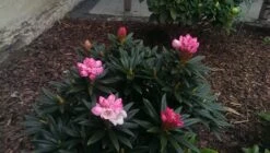 Rhododendron 'Blewbury' 15 Rhododendron 'Blewbury' -Günstiges Erd Seele Geschäft rhododendron blewbury m004234 378129 0