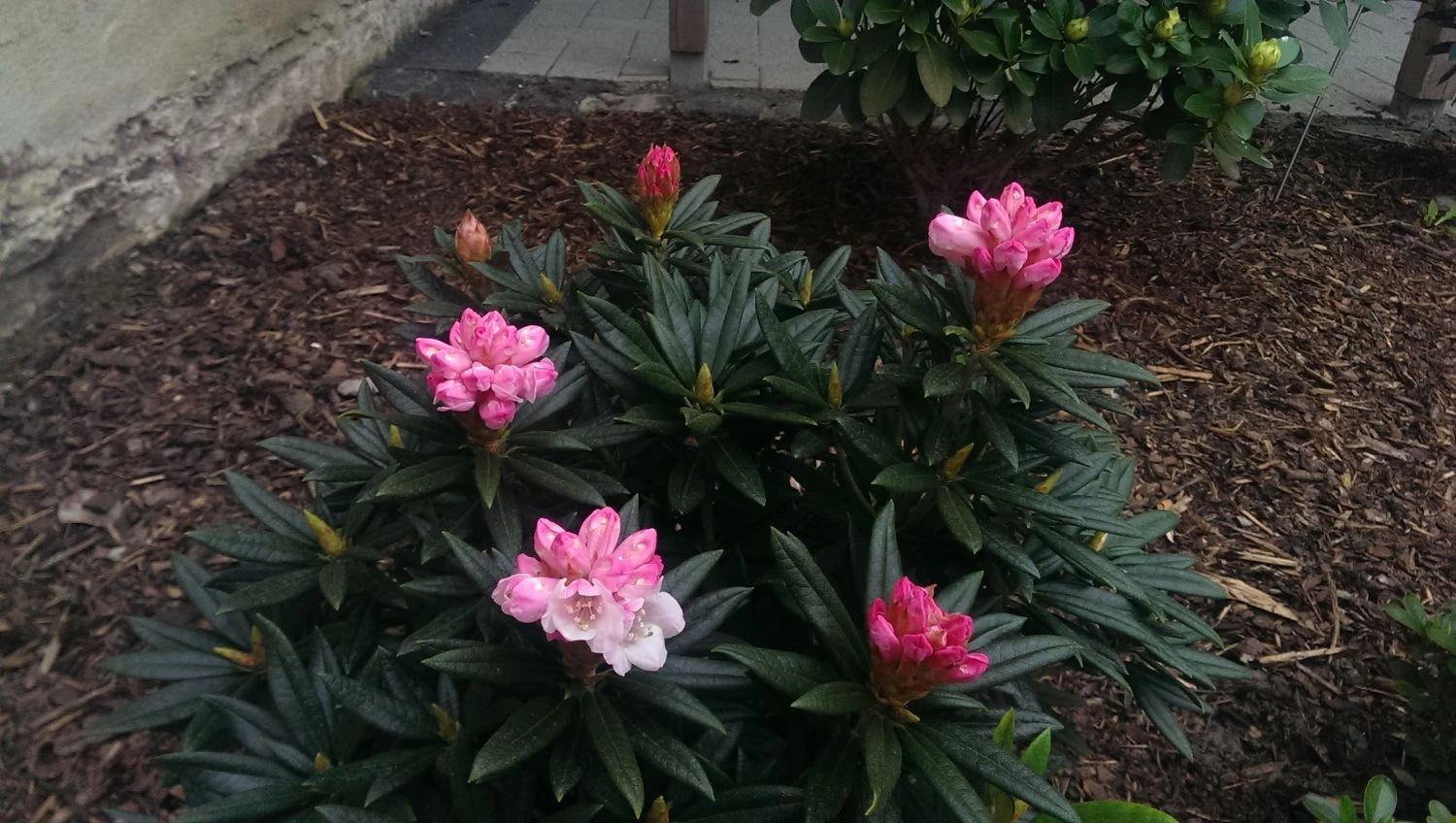 Rhododendron 'Blewbury' 9 Rhododendron 'Blewbury' – Bild 7