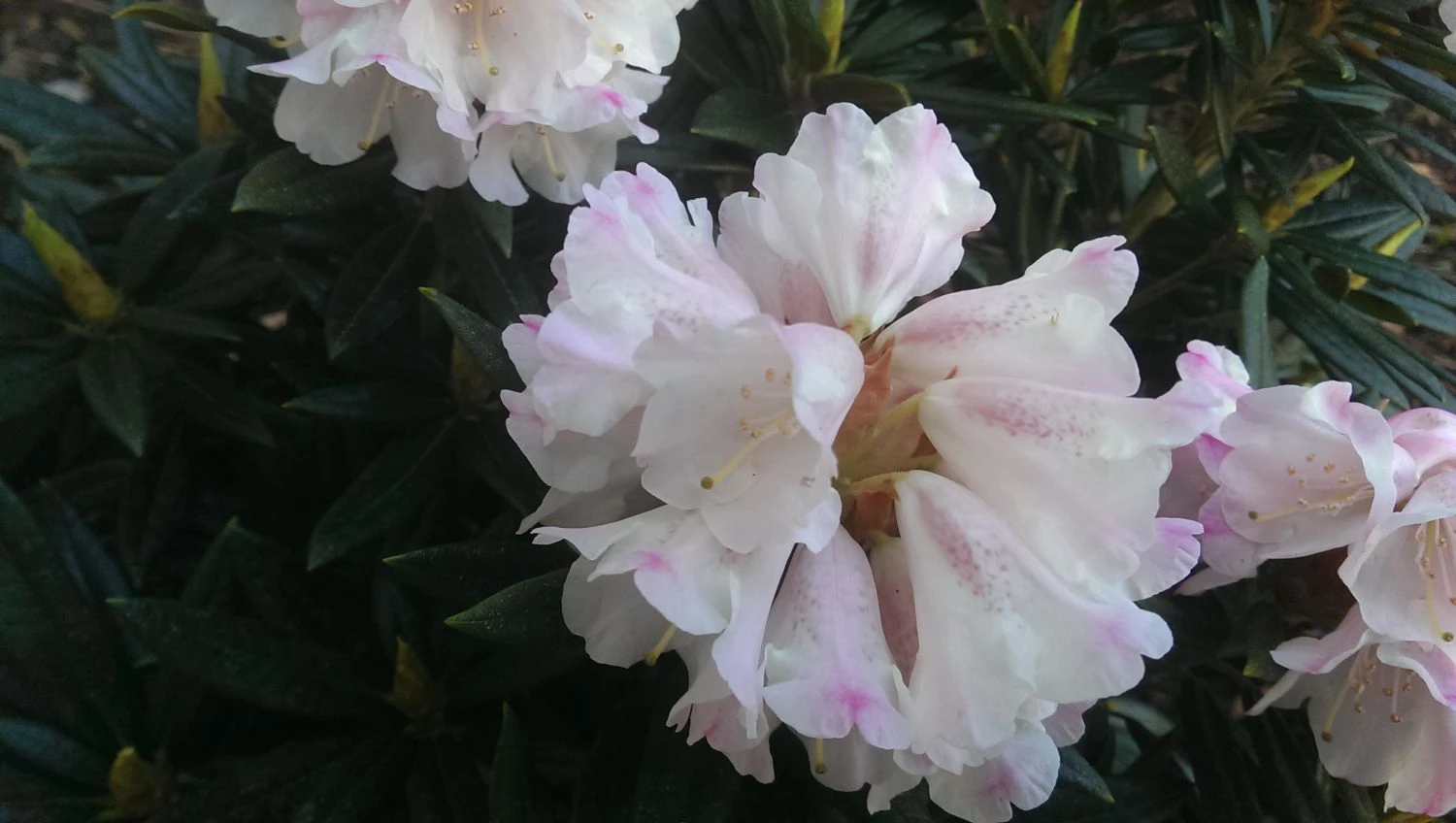 Rhododendron 'Blewbury' 8 Rhododendron 'Blewbury' – Bild 6