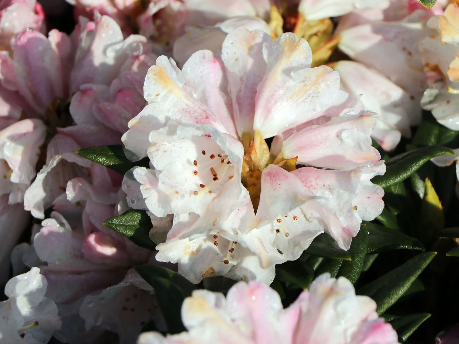 Rhododendron 'Blewbury' 6 Rhododendron 'Blewbury' – Bild 4