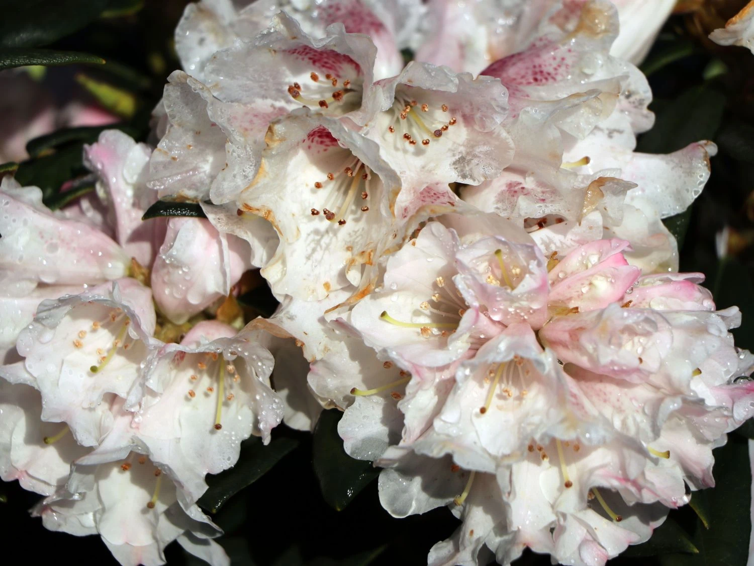 Rhododendron 'Blewbury' 4 Rhododendron 'Blewbury' – Bild 2