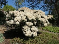 Rhododendron 'Blewbury' 11 Rhododendron 'Blewbury' -Günstiges Erd Seele Geschäft rhododendron blewbury m004234 w 3
