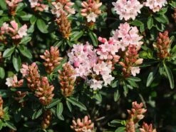 Rhododendron 'Bloombux' ® (Pink) -Günstiges Erd Seele Geschäft rhododendron bloombux m087267 w 6