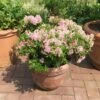 Rhododendron 'Bloombux' ® (Pink) -Günstiges Erd Seele Geschäft rhododendron bloombux pink m087267 h 0