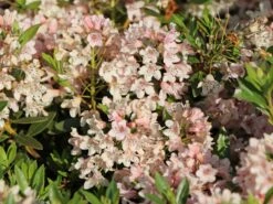 Rhododendron 'Bloombux' ® (Pink) -Günstiges Erd Seele Geschäft rhododendron bloombux pink m087267 w 0