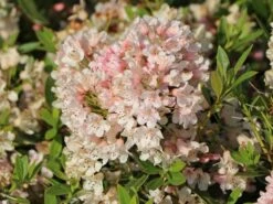 Rhododendron 'Bloombux' ® (Pink) -Günstiges Erd Seele Geschäft rhododendron bloombux pink m087267 w 2