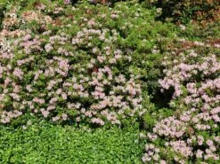 Rhododendron 'Bloombux' ® (Pink) -Günstiges Erd Seele Geschäft rhododendron bloombux pink m087267 w 3