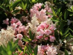 Rhododendron 'Bloombux' ® (Pink) -Günstiges Erd Seele Geschäft rhododendron bloombux pink m087267 w 5