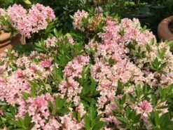 Rhododendron 'Bloombux' ® (Pink) -Günstiges Erd Seele Geschäft rhododendron bloombux pink m087267 w 7