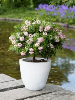 Rhododendron 'Bloombux' ® (Pink) -Günstiges Erd Seele Geschäft rhododendron bloombux pink m087267 w 8