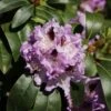 Rhododendron 'Blue Peter' 2 Rhododendron 'Blue Peter' -Günstiges Erd Seele Geschäft rhododendron blue peter m002318 h 0