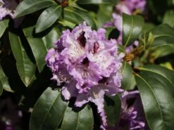 Rhododendron 'Blue Peter'